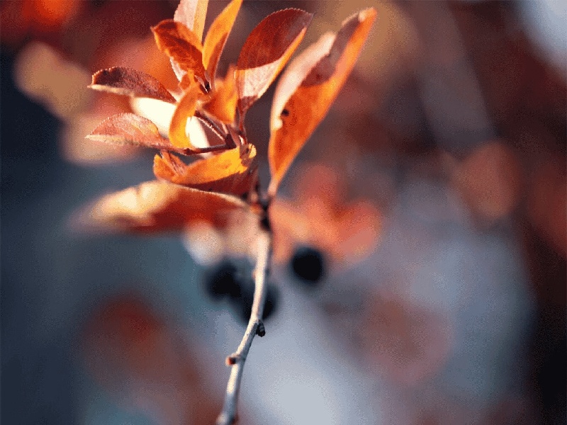 陈女士成功案例